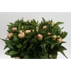 Paeonia Lois Choice