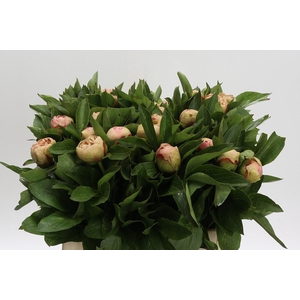 Paeonia Lois Choice