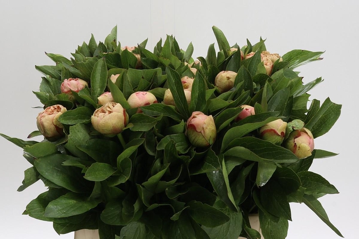<h4>Paeonia Lois Choice</h4>