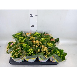 Kalanchoe blos.   ..rosebud mix  5