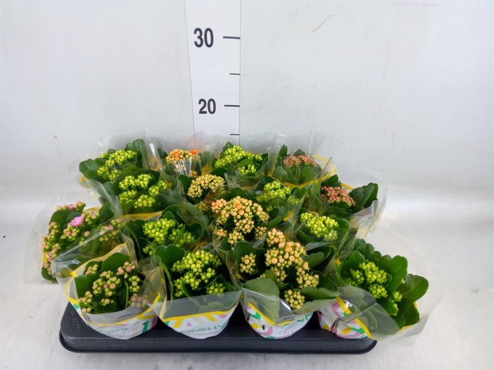<h4>Kalanchoe blos.   ..rosebud mix  5</h4>