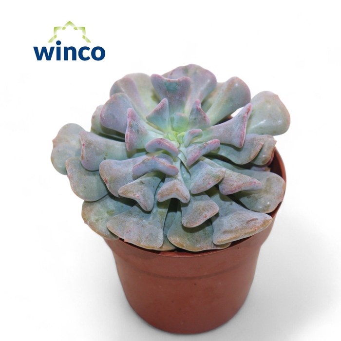 <h4>Echeveria Cubic Frost</h4>