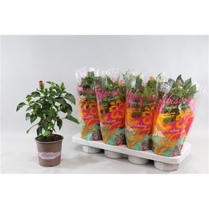 Hibiscus rosa sinensis 3+ 