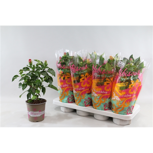 <h4>Hibiscus rosa sinensis 3+ "Enjoy the Summer®" mix dubbelbloemig</h4>