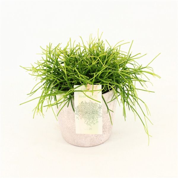 <h4>Rhipsalis cassutha Oasis in keramiek Amy</h4>