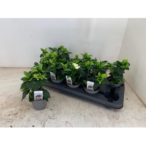 GARDENIA JASMINOIDES