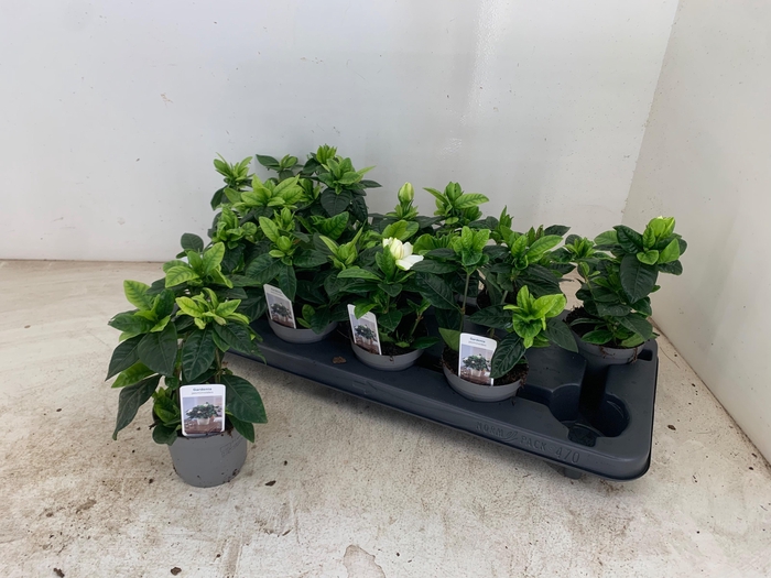 <h4>GARDENIA JASMINOIDES</h4>