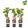 Rubus Loganberry
