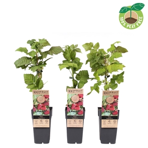 Rubus Loganberry