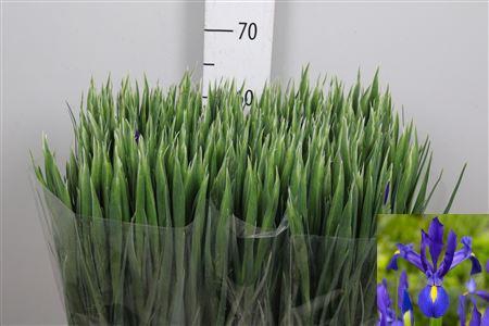 <h4>Iris Blue Magic</h4>
