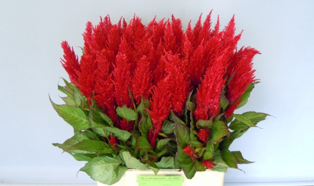 CEL P CENT ROOD