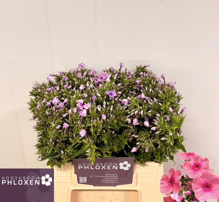 <h4>PHLOX P KIKI</h4>