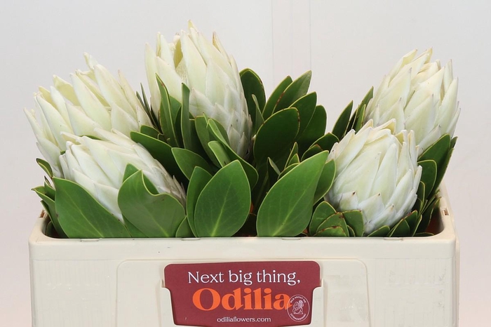 <h4>Protea Cyn. Ayoba Arctic Ice</h4>