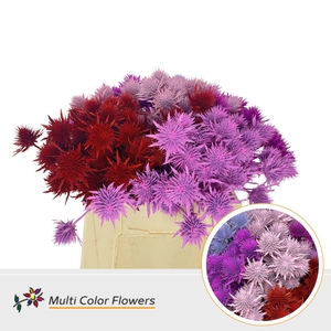 Eryngium Love Mix