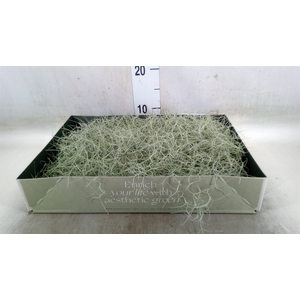 Tillandsia usneoides