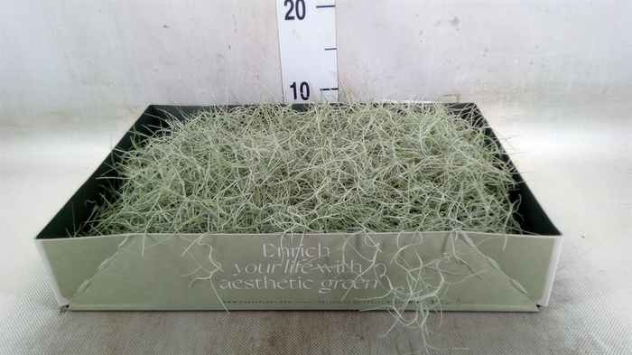 <h4>Tillandsia usneoides</h4>
