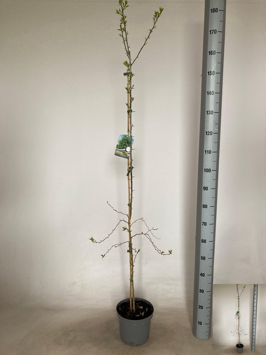 <h4>MORUS NIGRA</h4>