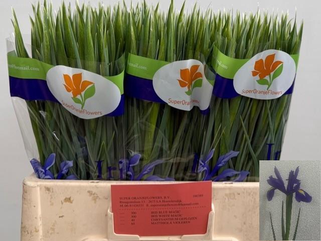 <h4>IRIS BLUE MAGIC</h4>