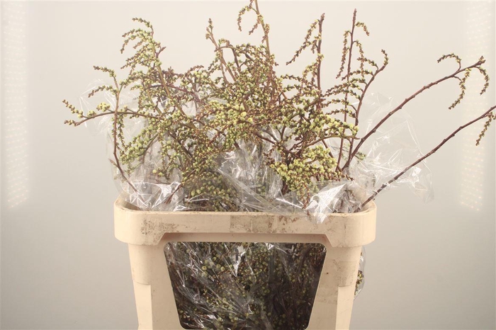 <h4>STACHYURUS*</h4>