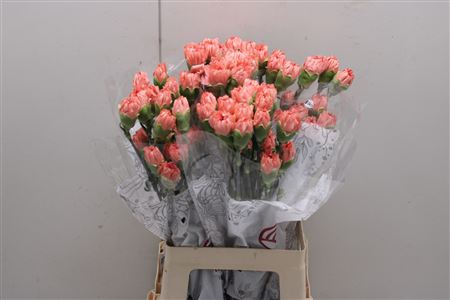 <h4>Di St Orange Flame</h4>