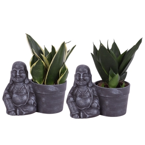 Sansevieria Compacta mix Ø09cm in Ceramic Sitting Buddha Ø19cm