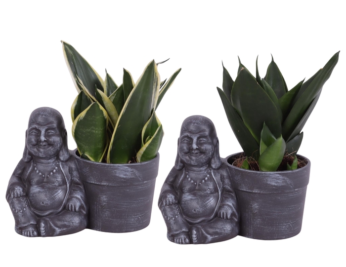 <h4>Sansevieria Compacta mix Ø09cm in Ceramic Sitting Buddha Ø19cm</h4>