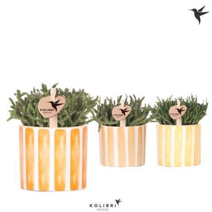 Kolibri Greens Rhipsalis mix in Painted Stripe pot yellow mix