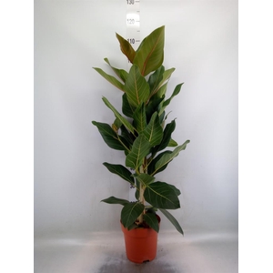 Ficus benghalensis 'Joy'