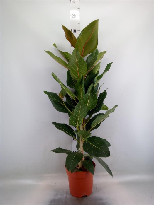 <h4>Ficus benghalensis 'Joy'</h4>