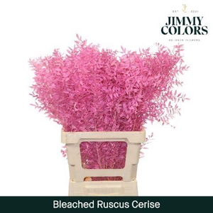 Gebleekt Ruscus Italiaans L70 Klbh. Cerise