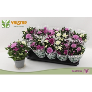 CHRYS DA VINC GEM PT