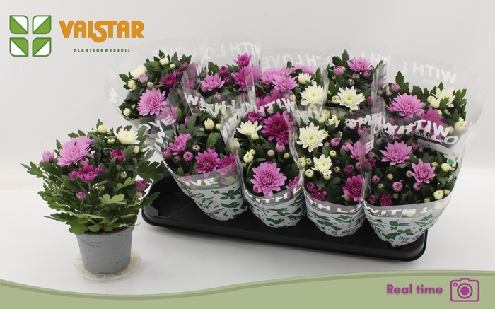 <h4>CHRYS DA VINC GEM PT</h4>