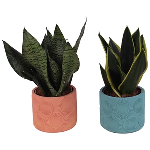 Sansevieria mix Ø12cm in Ø14cm Ceramic EV464