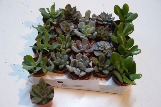 <h4>SUCCULENT MINI P5.5</h4>