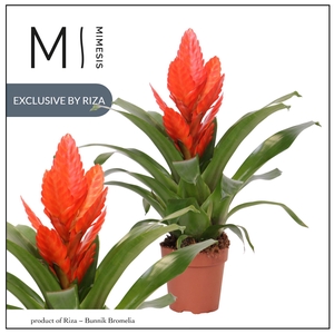 Vriesea Intenso Orange