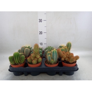 Cactus   ...mix