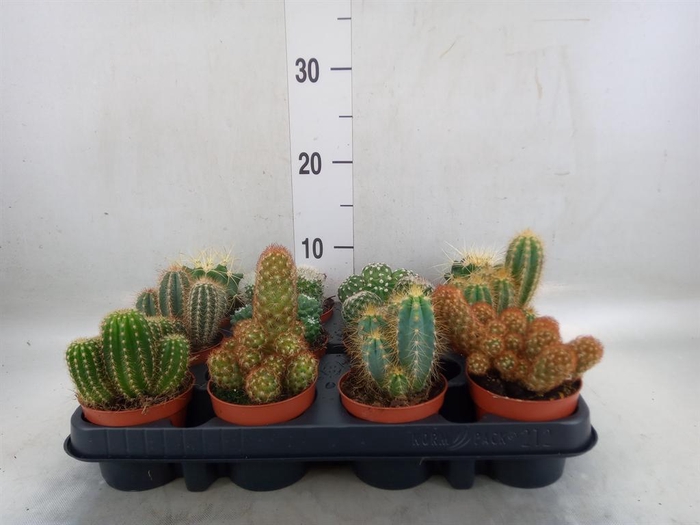 <h4>Cactus   ...mix</h4>