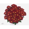 Chrysant Elliot