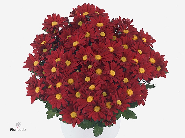 Chrysant Elliot