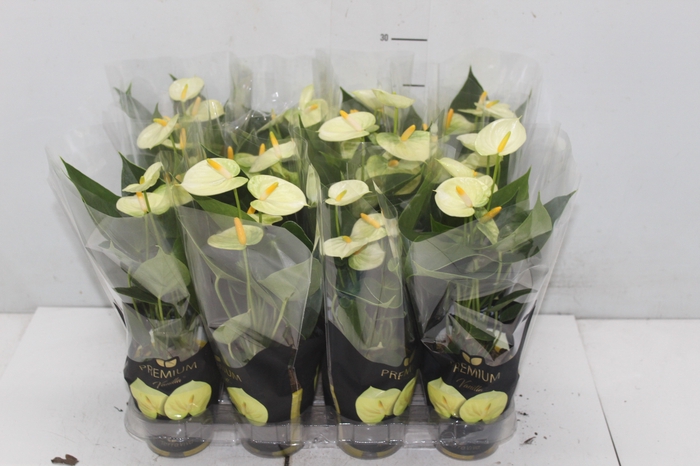 <h4>ANTHURIUM VANILLA P09 PREMIUM</h4>