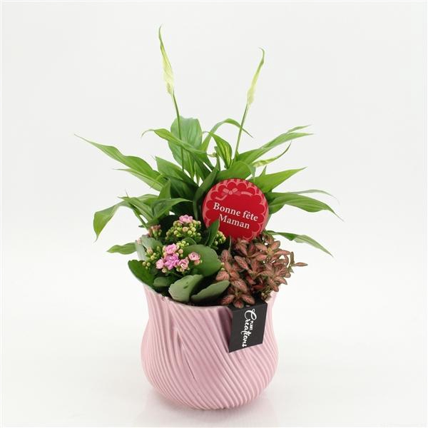 Arrangementen kamerplanten bloeiend H%