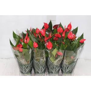 ANTHURIUM MINI MILLION PURE P09