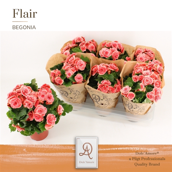 <h4>Begonia Borias P14 Dolc'Amore® Kraft</h4>