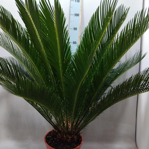 CYCAS REVOLUTA