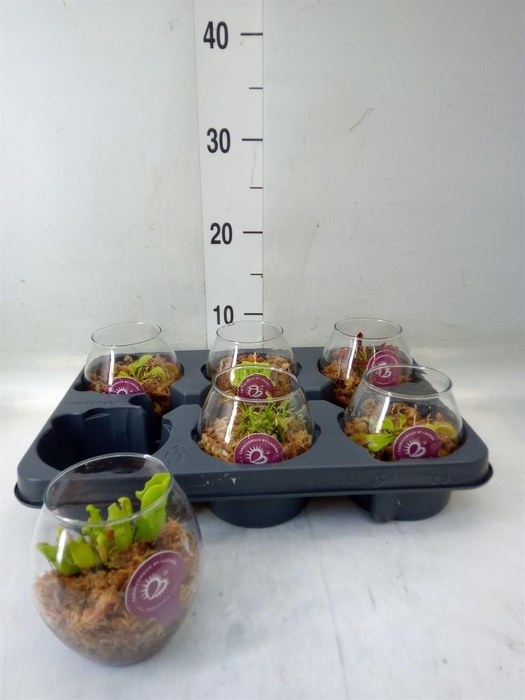 <h4>Vleesetende planten</h4>