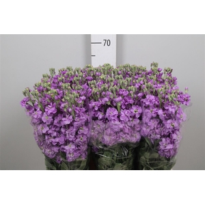 Matth Milla Lavender