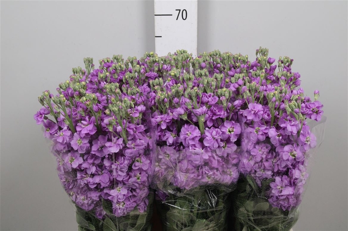 <h4>Matth Milla Lavender</h4>