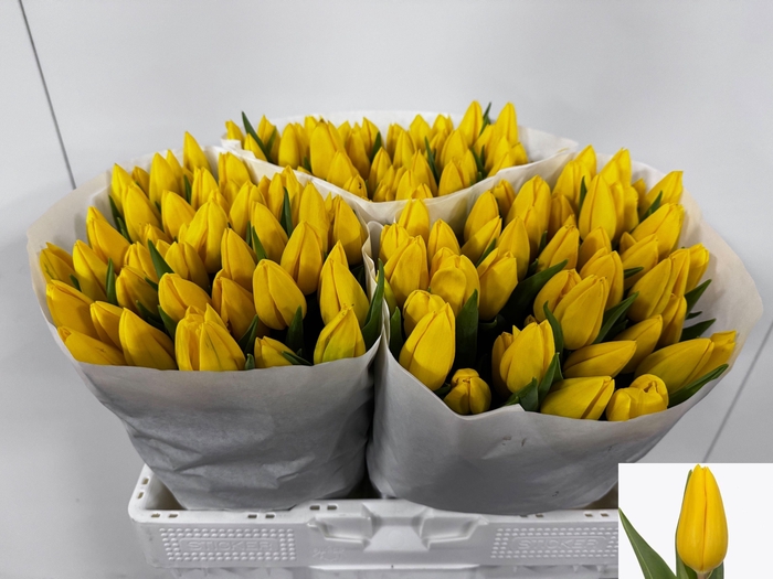 <h4>TU EN STRONG GOLD</h4>