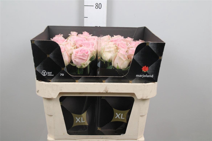 <h4>R Gr Sweet Dolomiti</h4>