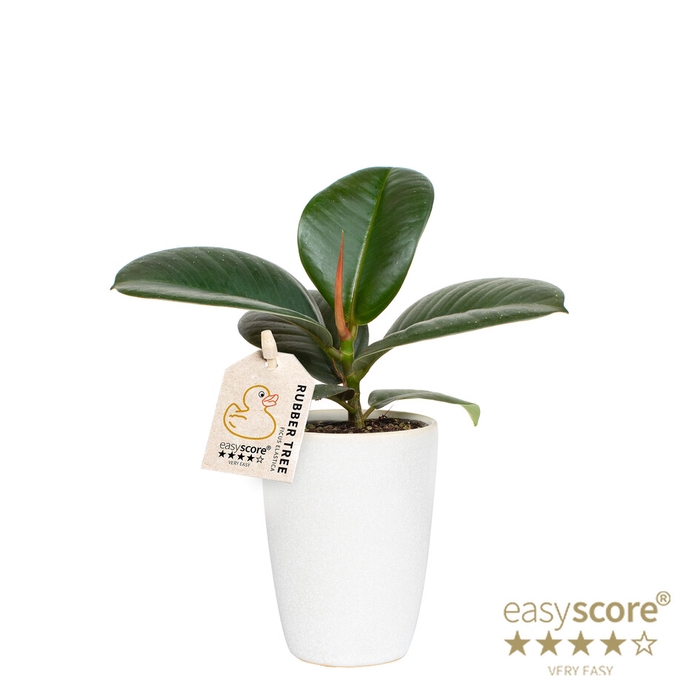 FICUS ELASTICA P7 SOFIA CLASSIC WHITE